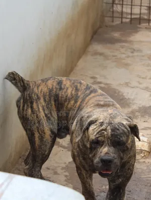 1+ year Male Purebred Boerboel
