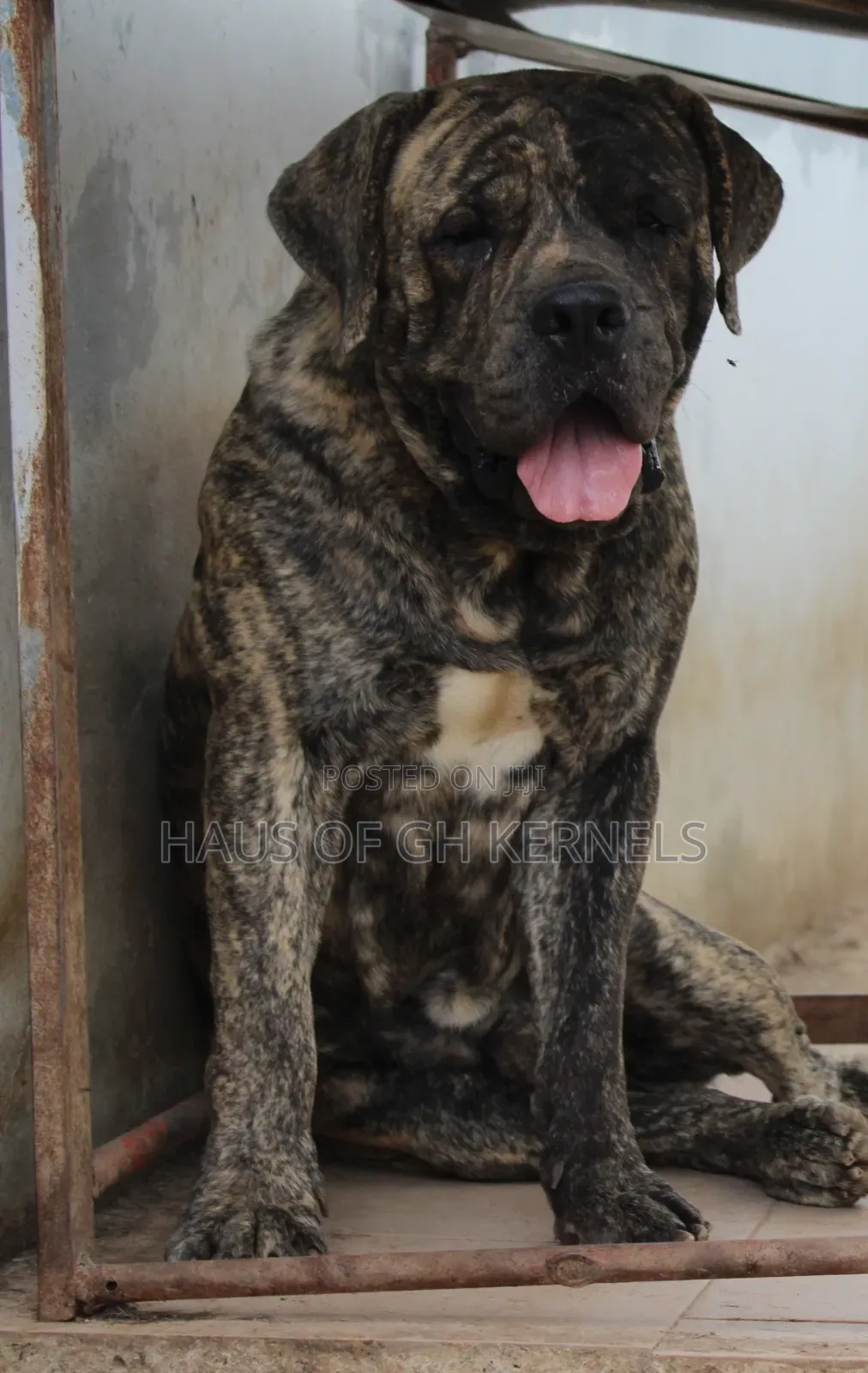 1+ year Male Purebred Boerboel