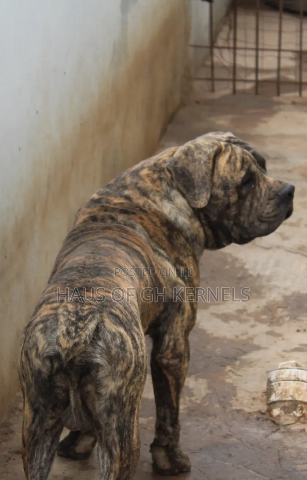1+ year Male Purebred Boerboel