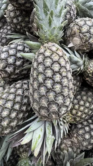 Sugar Loaf Pineapple