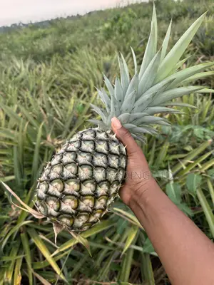 Sugar Loaf Pineapple