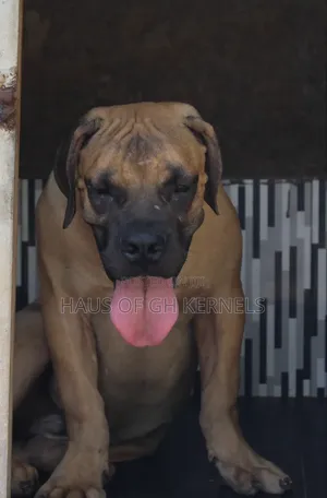 6-12 months Male Purebred Boerboel