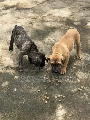 3-6 months Male Purebred Boerboel