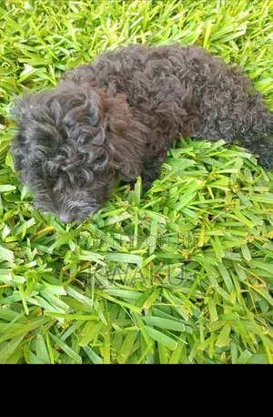 3-6 months Female Mixed Breed Poodle