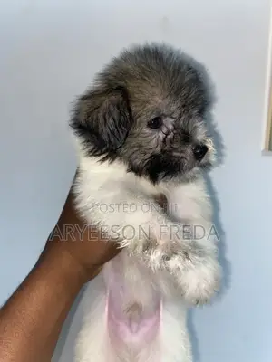 1-3 months Female Purebred Poodle