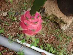 Dragon Fruit Cutting/ Seedlings