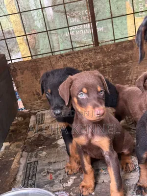 1-3 months Female Purebred Doberman Pinscher