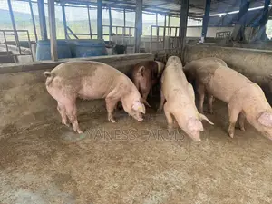 Premium Pigs for Sale