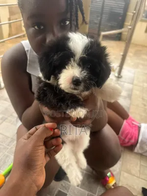 1-3 months Female Purebred Maltipoo