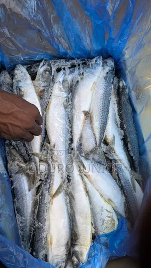 Wholesale Imported Frozen Fish Boxes (10kg – 30kg)