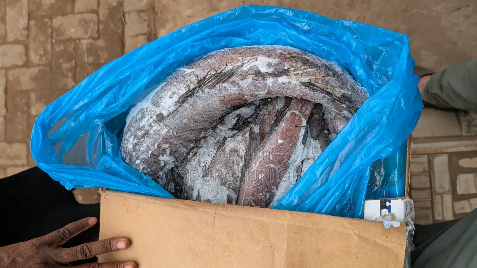 Wholesale Imported Frozen Fish Boxes (10kg – 30kg)