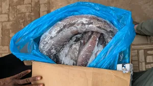 Wholesale Imported Frozen Fish Boxes (10kg – 30kg)