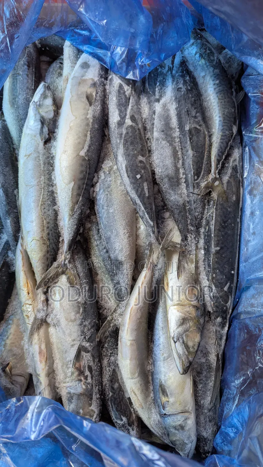 Wholesale Imported Frozen Fish Boxes (10kg – 30kg)