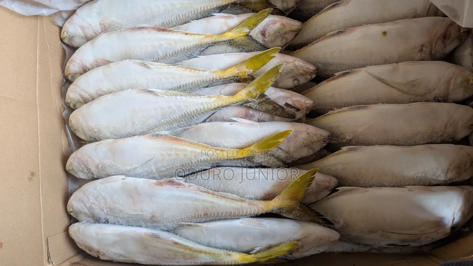 Wholesale Imported Frozen Fish Boxes (10kg – 30kg)
