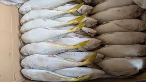 Wholesale Imported Frozen Fish Boxes (10kg – 30kg)
