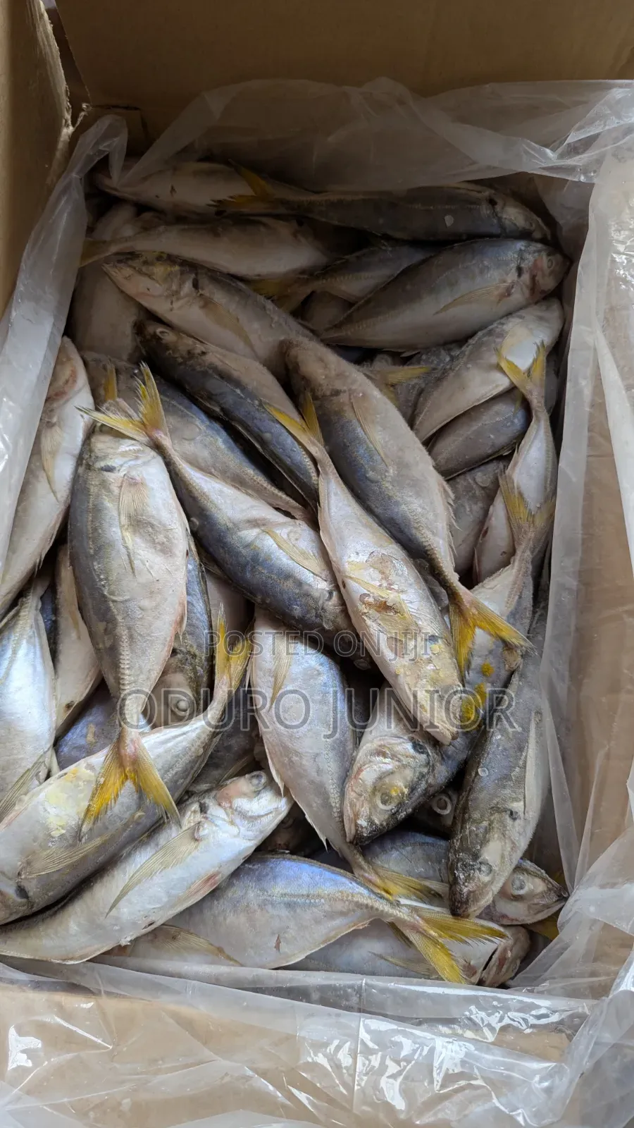 Wholesale Imported Frozen Fish Boxes (10kg – 30kg)