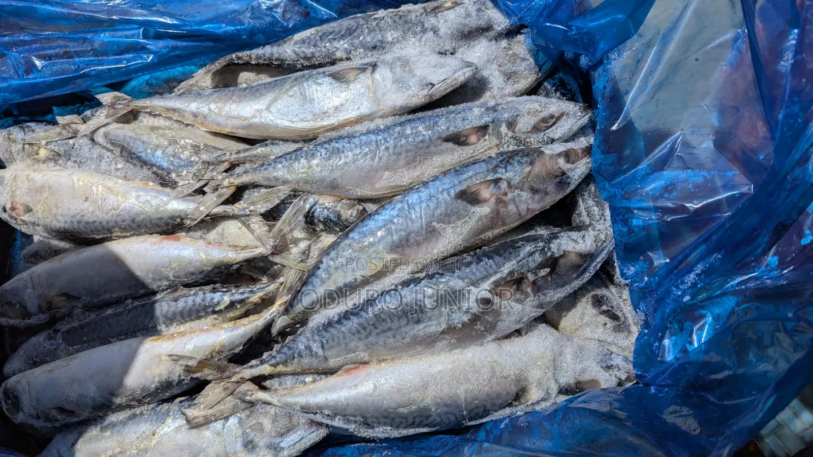 Wholesale Imported Frozen Fish Boxes (10kg – 30kg)