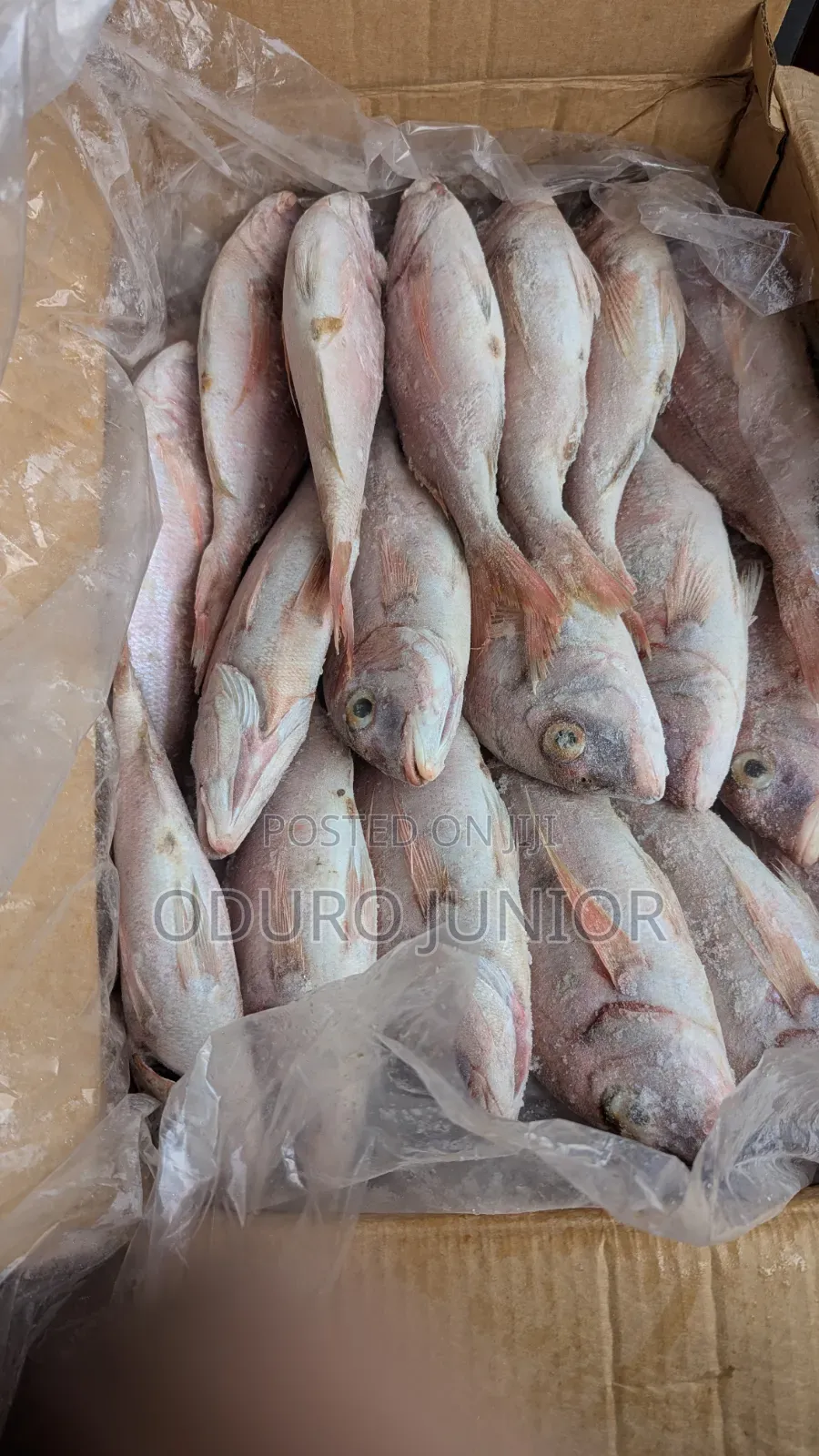 Wholesale Imported Frozen Fish Boxes (10kg – 30kg)