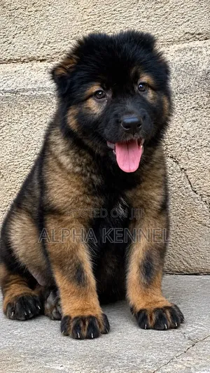1-3 months Male Purebred Caucasian Shepherd