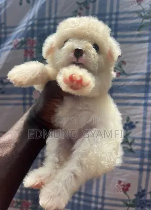 1-3 months Male Purebred Maltese