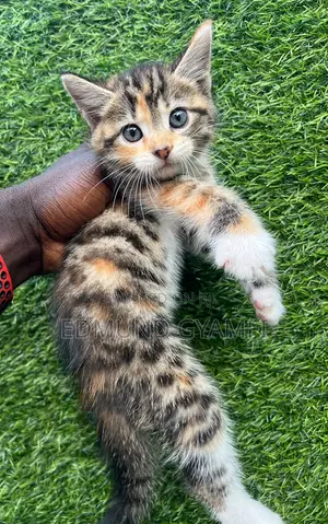 1-3 months Female Purebred Maine Coon