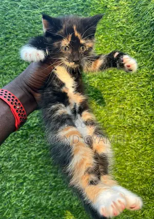 1-3 months Female Purebred Maine Coon