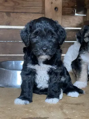 0-1 month Male Purebred Poodle
