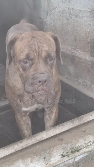 1+ year Female Purebred Boerboel