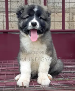 1-3 months Female Purebred Caucasian Shepherd