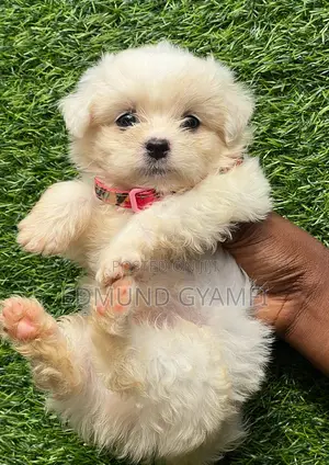 1-3 months Male Purebred Maltese