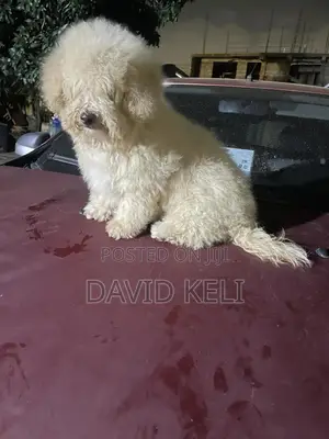 3-6 months Male Purebred Maltese