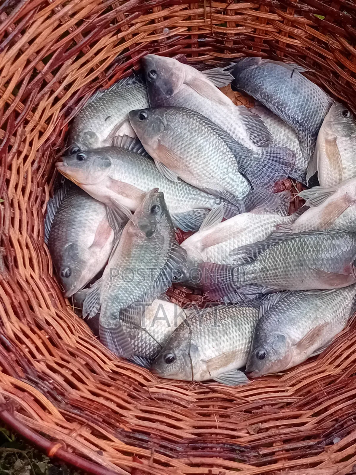 Fresh Tilapia