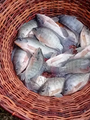 Fresh Tilapia