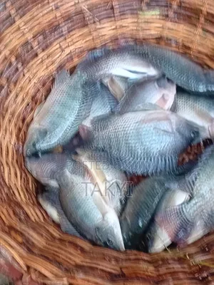 Fresh Tilapia