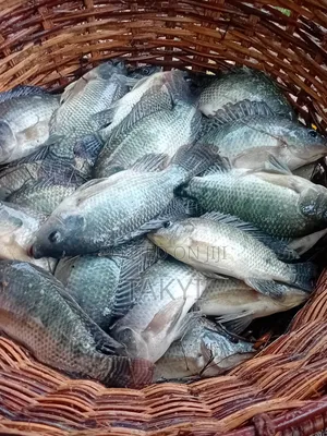 Fresh Tilapia