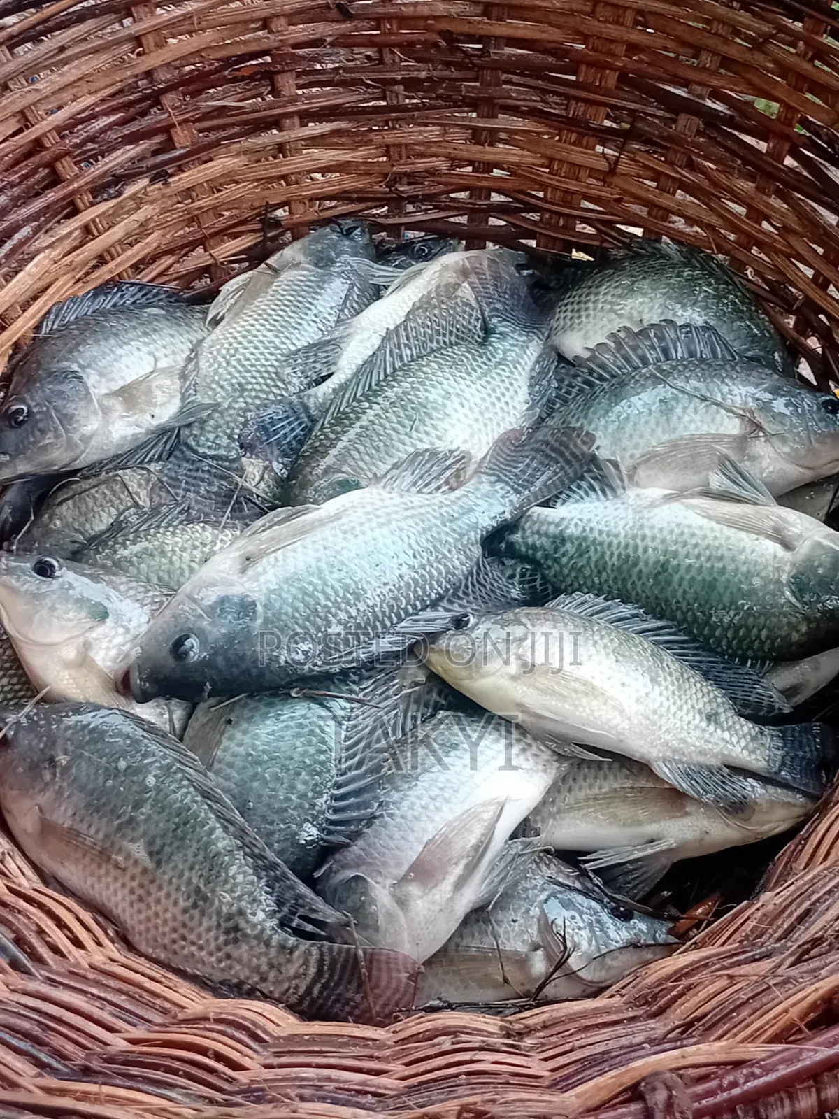 Fresh Tilapia