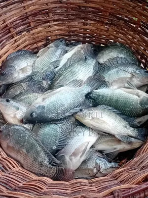 Fresh Tilapia