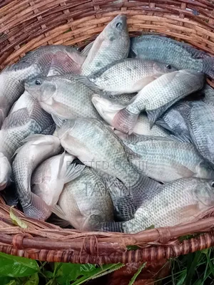 Fresh Tilapia