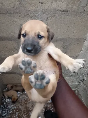 1-3 months Female Mixed Breed Dog