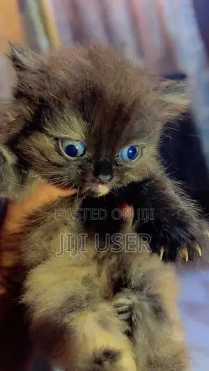 1-3 months Female Purebred Persian