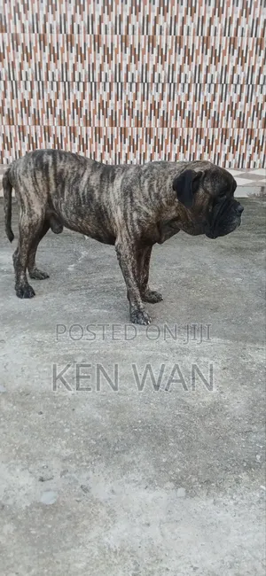 1+ year Male Purebred Bullmastiff