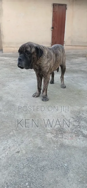 1+ year Male Purebred Bullmastiff