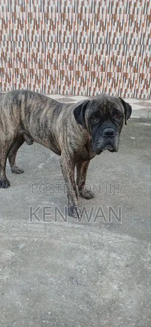 1+ year Male Purebred Bullmastiff