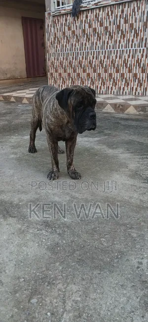 1+ year Male Purebred Bullmastiff