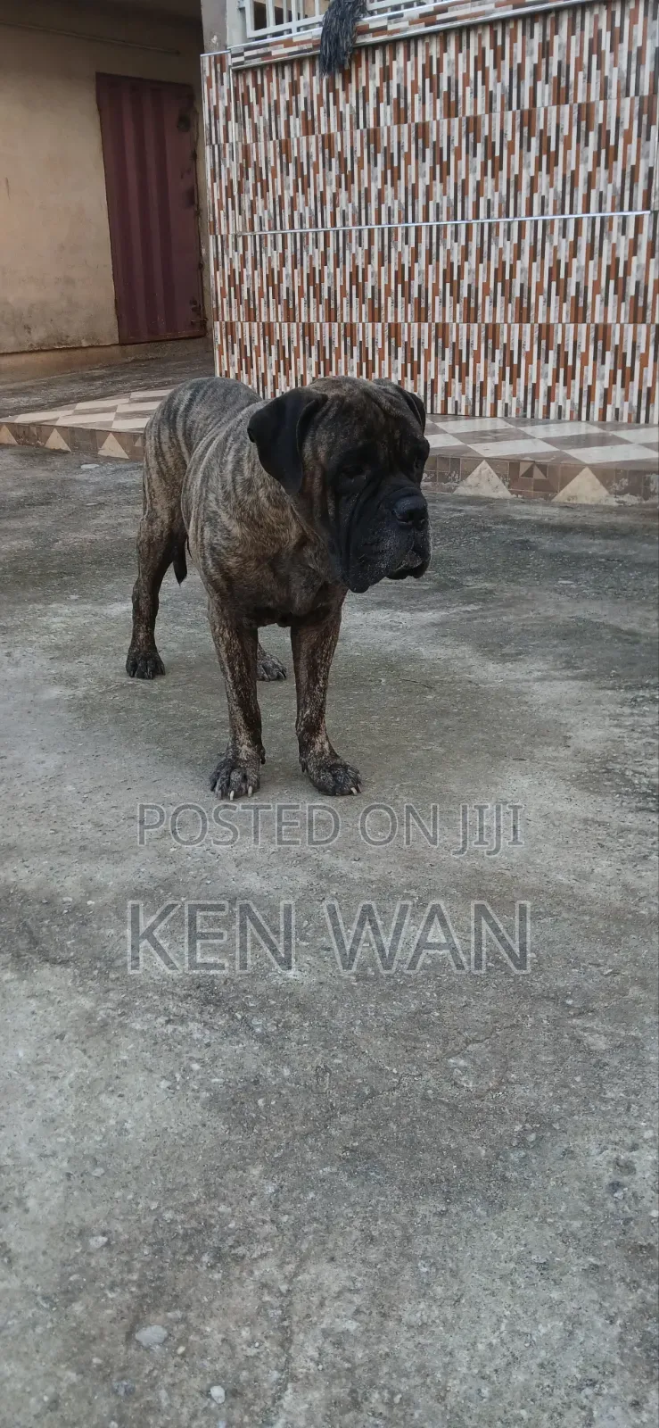 1+ year Male Purebred Bullmastiff