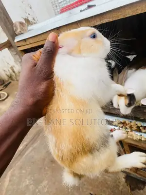 Healthy Rabbit for Sell