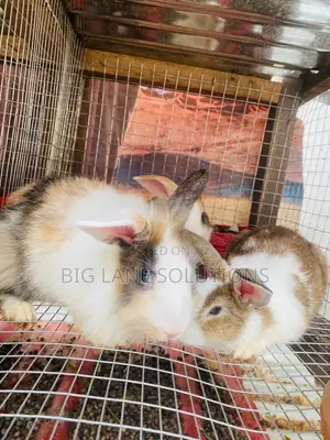 Healthy Rabbit for Sell