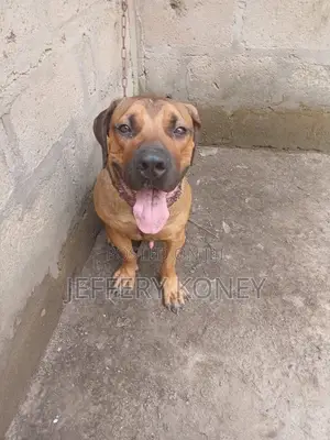 1+ year Male Purebred Boerboel