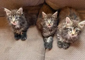1-3 months Male Purebred Maine Coon