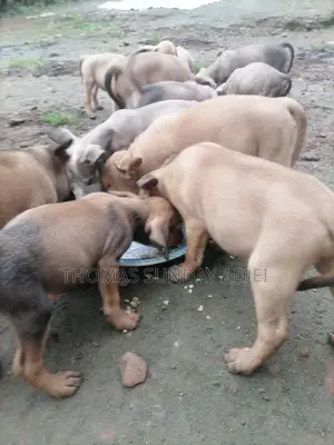 0-1 month Female Mixed Breed Dog